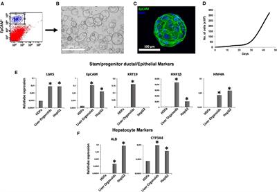 Amnion-Derived Mesenchymal Stromal/Stem Cell Paracrine Signals Potentiate Human Liver Organoid Differentiation: Translational Implications for Liver Regeneration